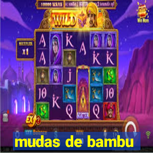 mudas de bambu