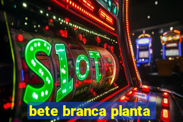 bete branca planta