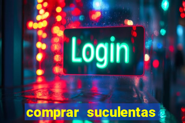 comprar suculentas direto do produtor