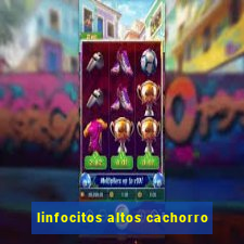 linfocitos altos cachorro