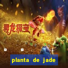 planta de jade significado espiritual