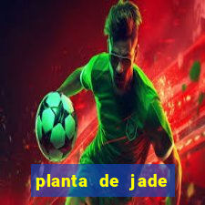 planta de jade significado espiritual