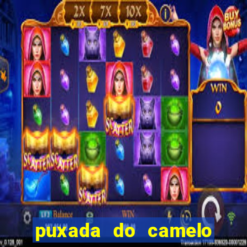 puxada do camelo jogo do bicho