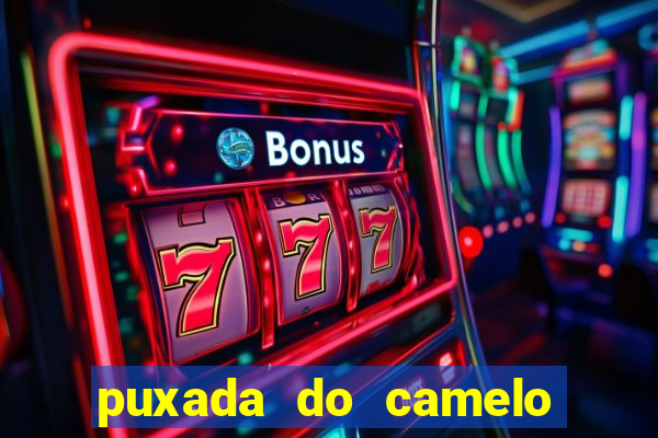 puxada do camelo jogo do bicho